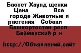 Бассет Хаунд щенки › Цена ­ 20 000 - Все города Животные и растения » Собаки   . Башкортостан респ.,Баймакский р-н